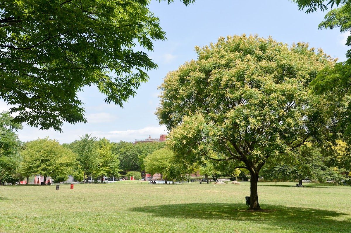 Tree Planting at Soundview Park